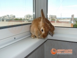 Кролик на установленном подоконнике балкона